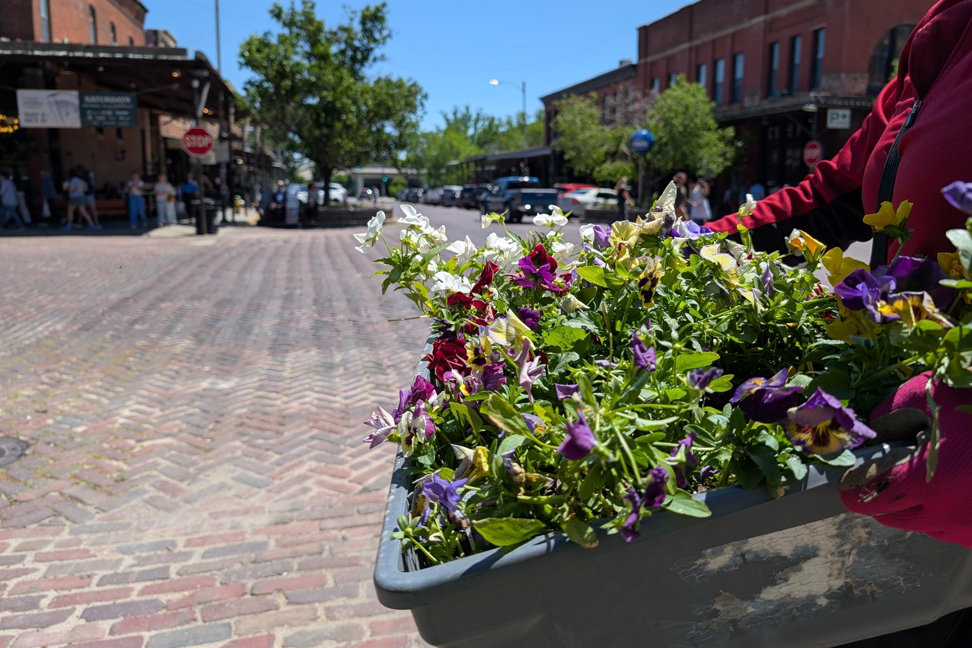 A planter of pansies being carried across the Old Market's brick street.